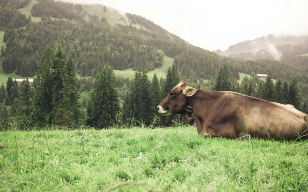 Milch, Joghurt & Frischkäse