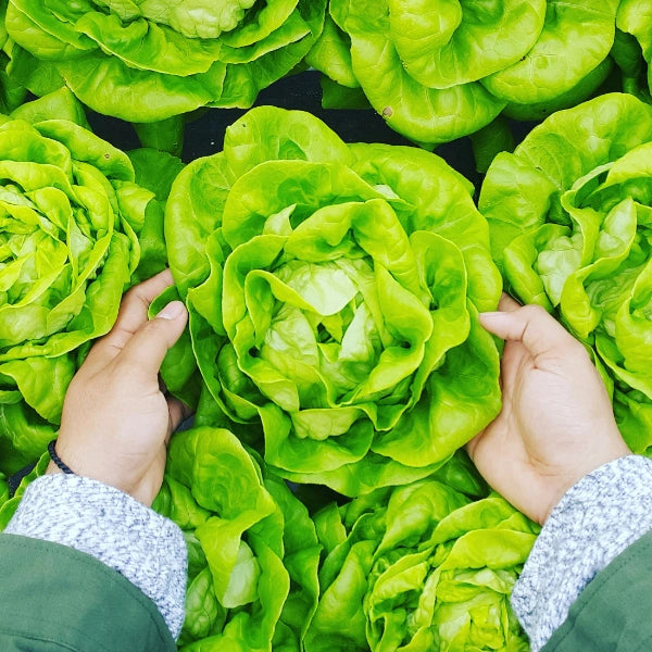 Hände halten frischen Kopfsalat.