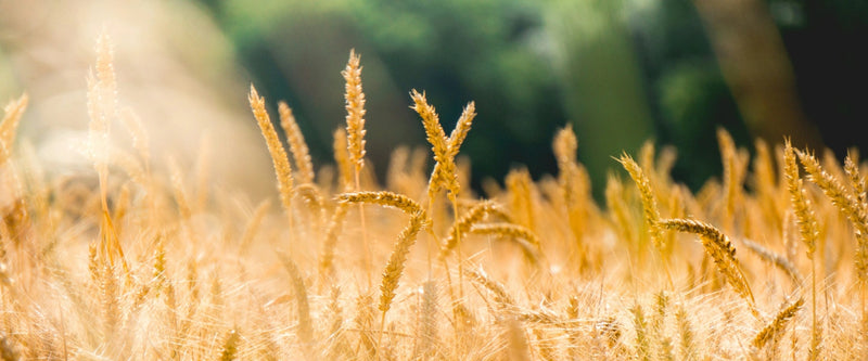 Getreide, Cerealien & Backzutaten