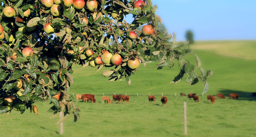 Apfelbaum und weidende Kühe.