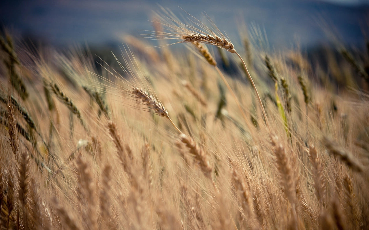 Weizenfeld im Sommerwind