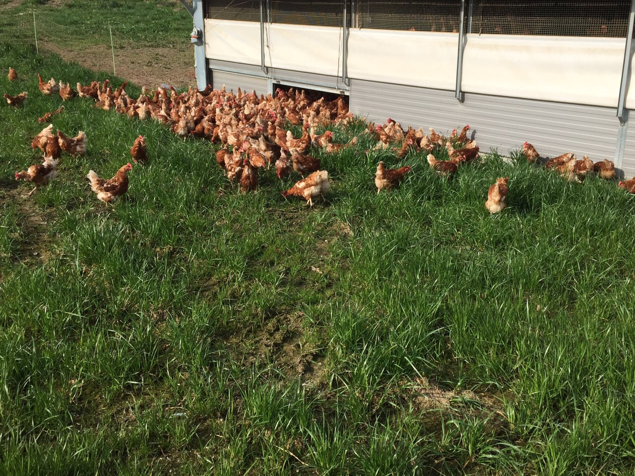 Hühner auf grüner Wiese.