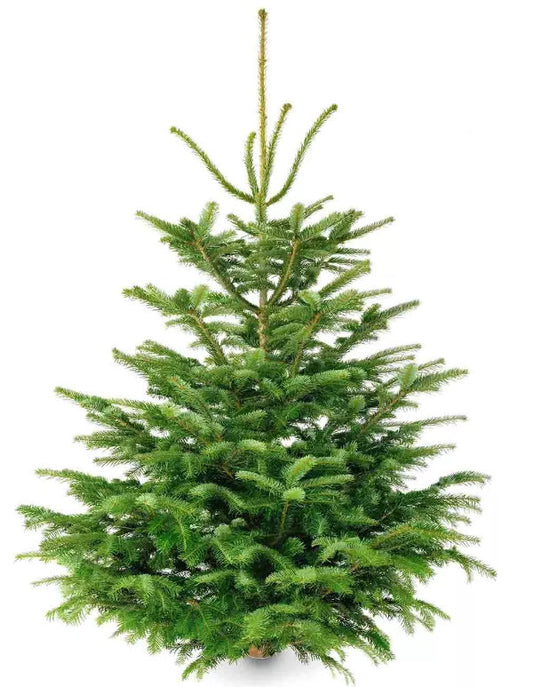 Weihnachtsbaum Christbaum Nordmanntanne
